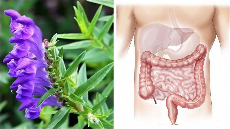 Bài thuốc từ bán chi liên có tác dụng hỗ trợ điều trị bệnh dạ dày - ruột