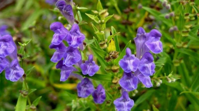 Không tự ý thay thế hoàn toàn phương pháp điều trị y tế bằng các bài thuốc từ bán chi liên