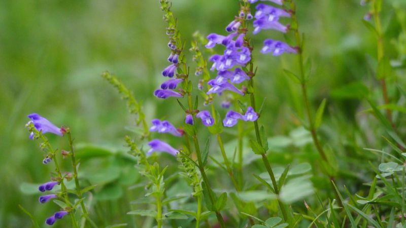 Bán chi liên chứa nhiều hợp chất flavonoid có lợi cho tim mạch