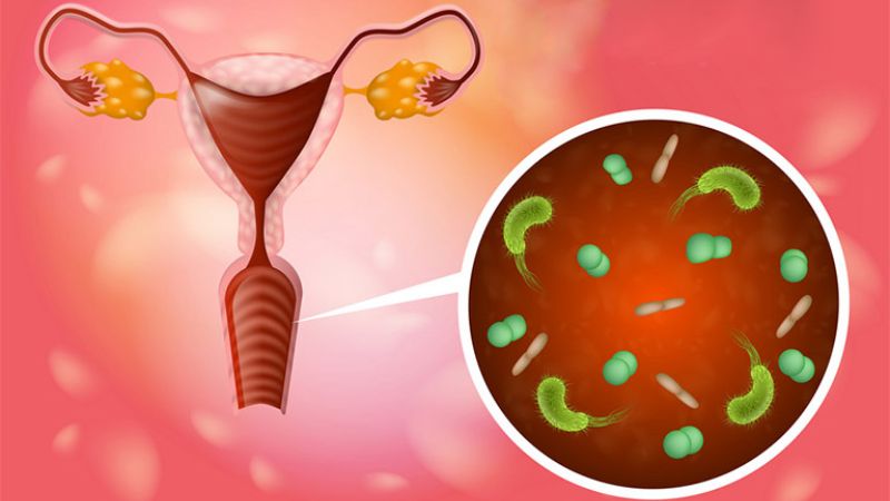 Bán chi liên có tác dụng hỗ trợ điều trị các bệnh viêm nhiễm phụ khoa