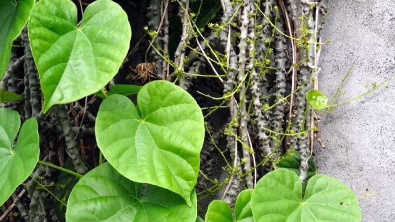 Dây đau xương có tên khoa học là Tinospora sinensis Merr thuộc họ thực vật: Menispermaceae (Tiết dê)