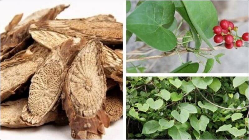 Lá dây đau xương được giã nhỏ, trộn với rượu, sau đó đắp lên các vùng bị sưng đau