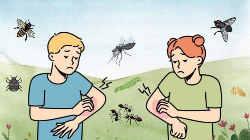 Tinh dầu từ lá nguyệt quế đã chứng minh hiệu quả trong việc xua đuổi muỗi Culex pipiens và Anopheles stephensi