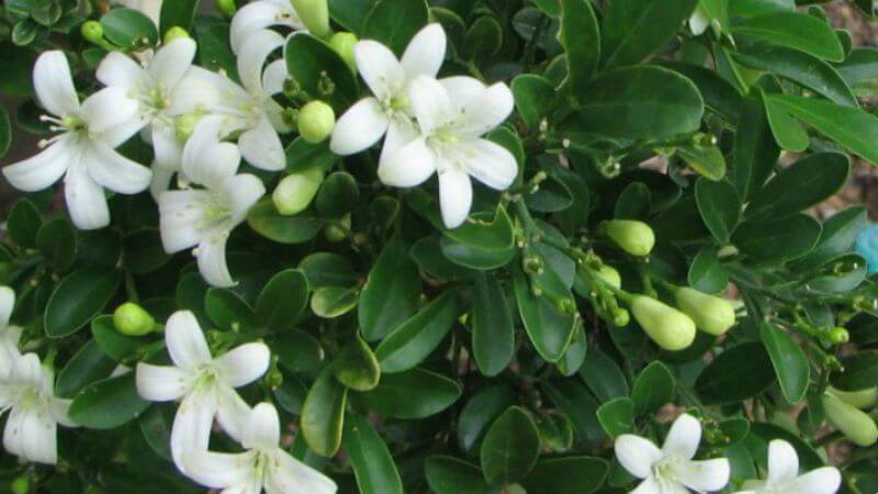 Cây nguyệt quế có tên khoa học là Laurus nobilis L., thuộc họ Long Não (Lauraceae)