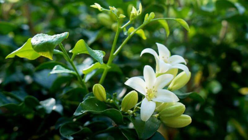 Lá nguyệt quế là một nguồn giàu các hợp chất chống oxy hóa như flavonoid, tannin và terpenoid giúp trung hòa các gốc tự do gây hại