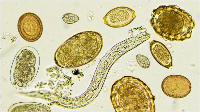 Hợp chất cis-anethole của hoa hồi có khả năng diệt giun sán