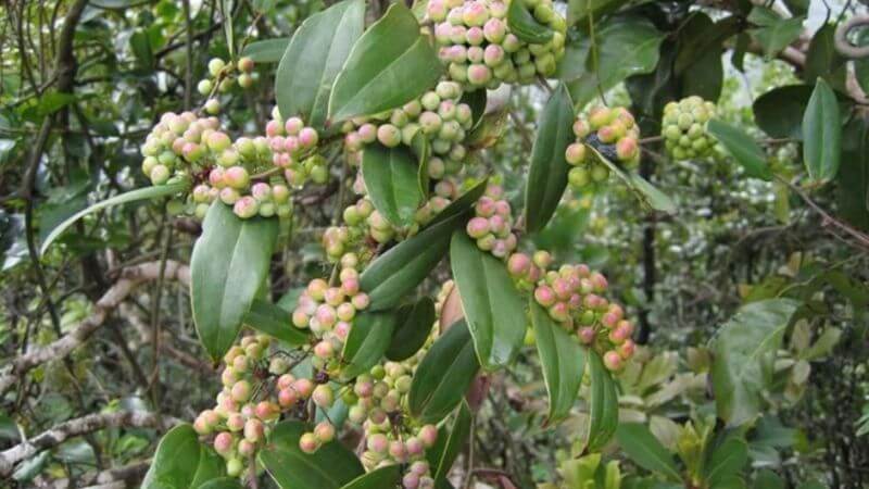 Cây khúc khắc thuộc ây leo thân nhẵn, không có gai, dễ bám và phát triển trên các bề mặt như hàng rào, bụi cây