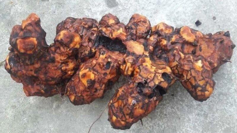 Thân rễ là nguồn chứa nhiều hợp chất tự nhiên quan trọng