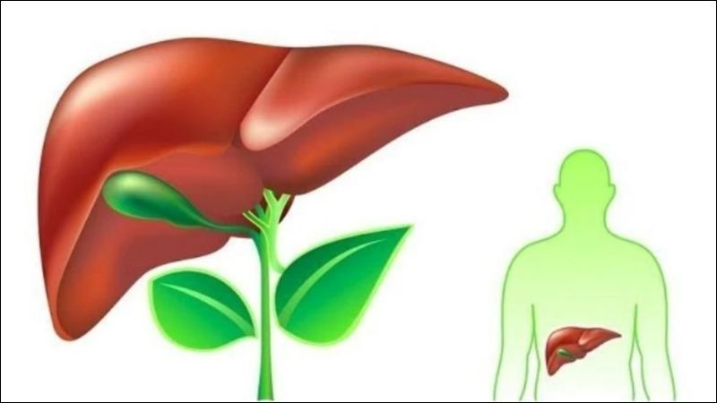 Cây cúc tần có tiềm năng trong việc bảo vệ gan và thần kinh, đặc biệt ở các trường hợp tổn thương gan liên quan đến tiểu đường