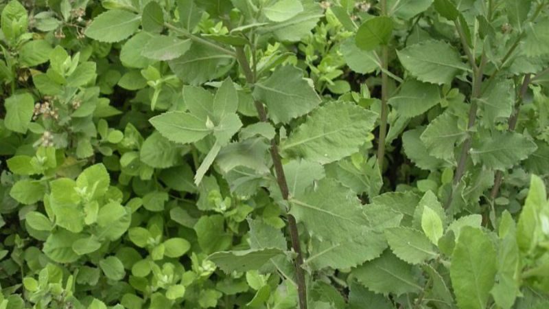 Cây cúc tần có tên khoa học là Pluchea indica (L.) Less. thuộc họ Asteraceae (Cúc).