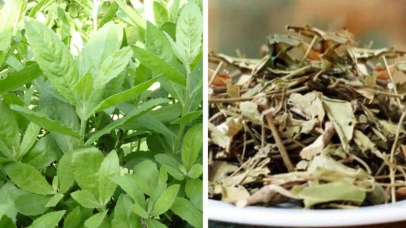 Liều lượng khuyến nghị của cúc tần là 8 – 16g dược liệu khô dưới dạng thuốc sắc