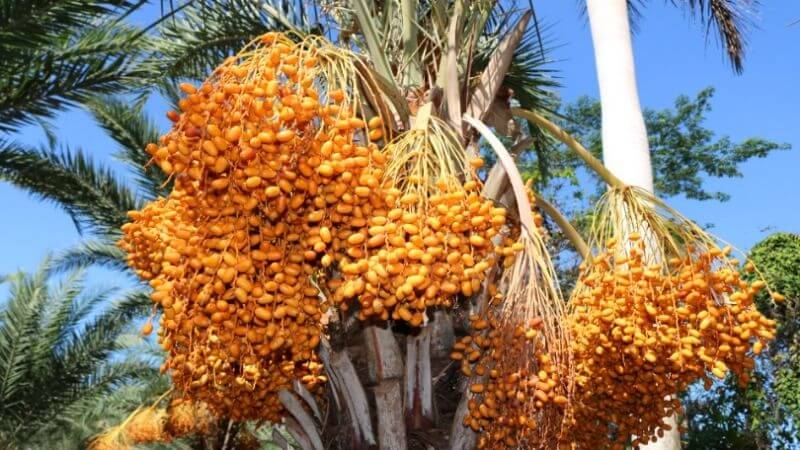Cây chà là có tên khoa học là Phoenix dactylifera L, thuộc họ Arecaceae