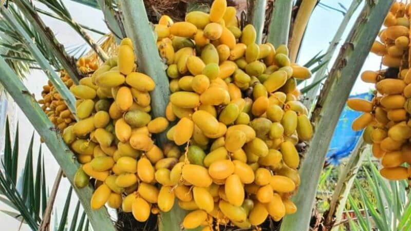 Một số trường hợp nên tránh hoặc hạn chế ăn quả chà là