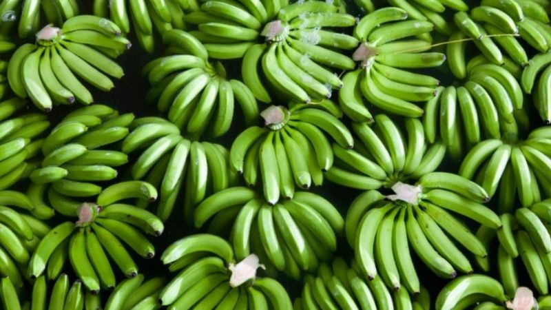 Chuối là một loại trái cây phổ biến và được tiêu thụ rộng rãi trên toàn thế giới