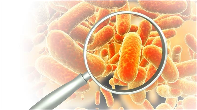 Khoai mỡ giúp ức chế sự phát triển của nhiều vi khuẩn gây bệnh