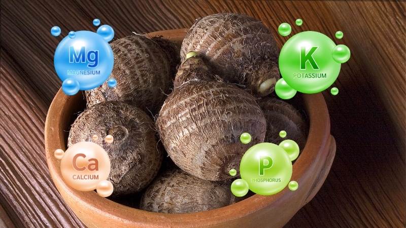 Khoai mỡ giúp tăng hàm lượng các khoáng chất quan trọng