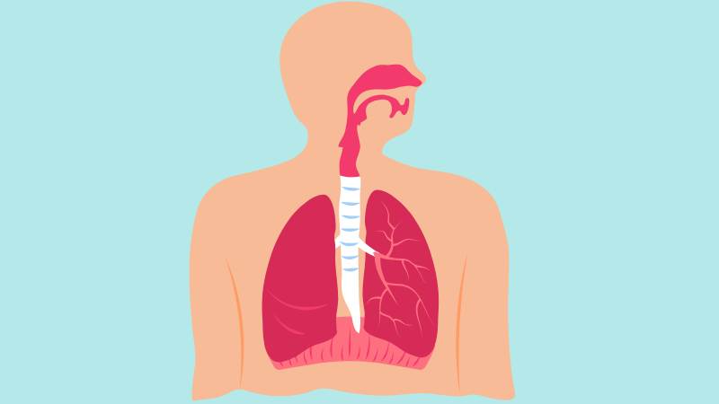 Khoai mỡ được sử dụng để hỗ trợ điều trị các vấn đề về hô hấp