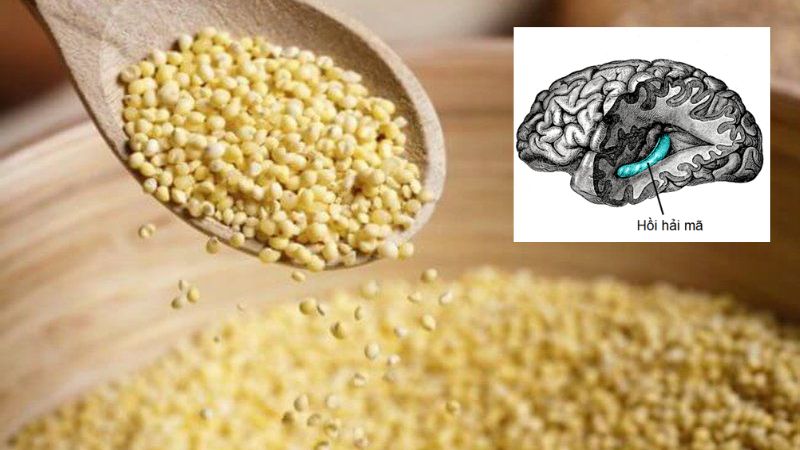 Hạt kê giàu chất chống oxy hóa giúp hỗ trợ điều trị bệnh rối loạn thoái hóa thần kinh Hạt kê giàu chất chống oxy hóa giúp hỗ trợ điều trị bệnh rối loạn thoái hóa thần kinh