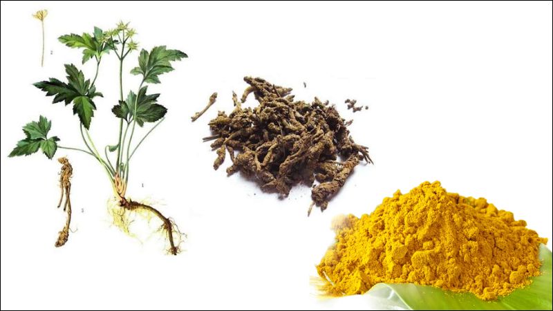 Berberin là một hoạt chất tự nhiên có trong nhiều loại thảo dược như hoàng liên, hoàng bá 