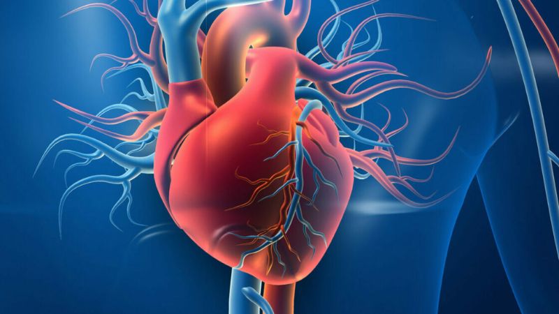 Berberin làm giảm các yếu tố nguy cơ gây bệnh tim mạch