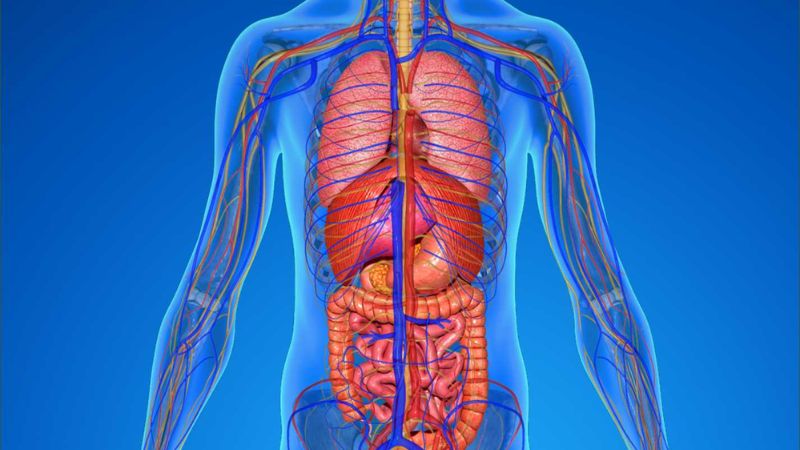 Berberin mang tới nhiều lợi ích sức khỏe cho các chức năng trong cơ thể