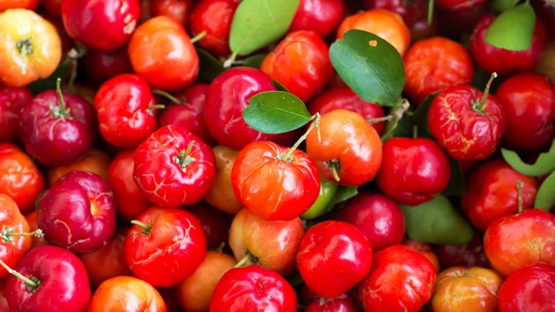 Quả sơ ri có màu đỏ tươi, xuất hiện phổ biến ở các tỉnh miền Tây nước ta
