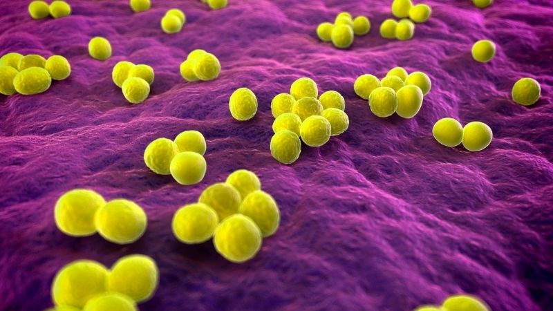 Chiết xuất từ quả sơ ri có khả năng kháng khuẩn đáng kể đối với Staphylococcus aureus