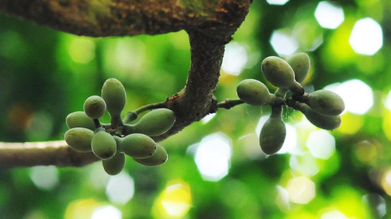 D&acirc;y gắm được d&ugrave;ng để điều trị sốt r&eacute;t nhờ sự hiện diện của flavonoid v&agrave; stilbenoid