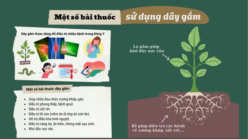 D&acirc;y gắm được d&ugrave;ng rộng r&atilde;i trong c&aacute;c b&agrave;i thuốc Y học cổ truyền