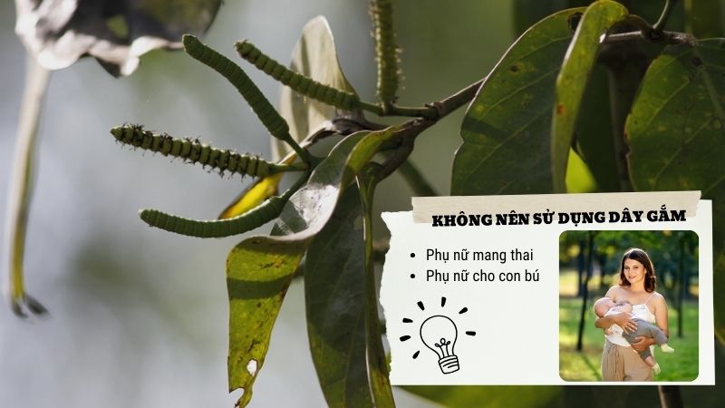 Phụ nữ c&oacute; thai v&agrave; cho con b&uacute; kh&ocirc;ng n&ecirc;n sử dụng d&acirc;y gắm