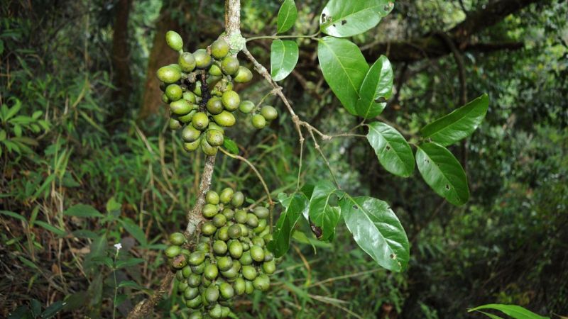 D&acirc;y gắm c&oacute; t&ecirc;n khoa học l&agrave; Gnetum montanum Markgr, thuộc họ D&acirc;y gắm (Gnetaceae)