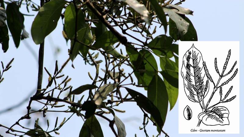 Theo Y học cổ truyền, d&acirc;y gắm c&oacute; vị đắng, t&iacute;nh b&igrave;nh