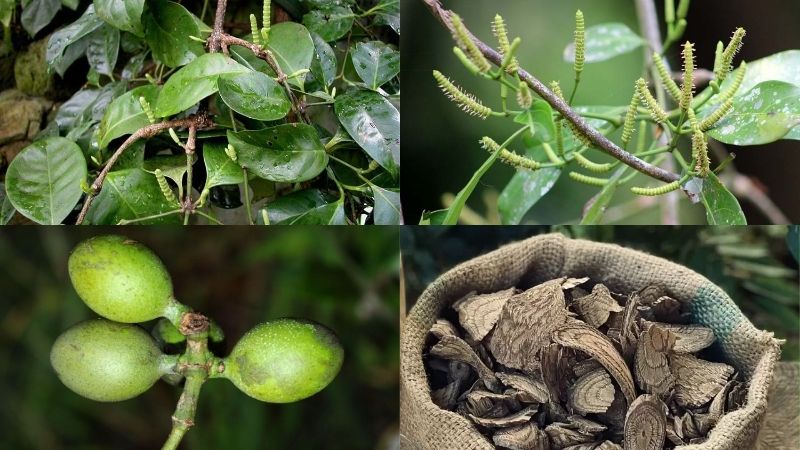 D&acirc;y gắm được sử dụng rộng r&atilde;i trong Đ&ocirc;ng y để chữa đau nhức do t&ecirc; thấp