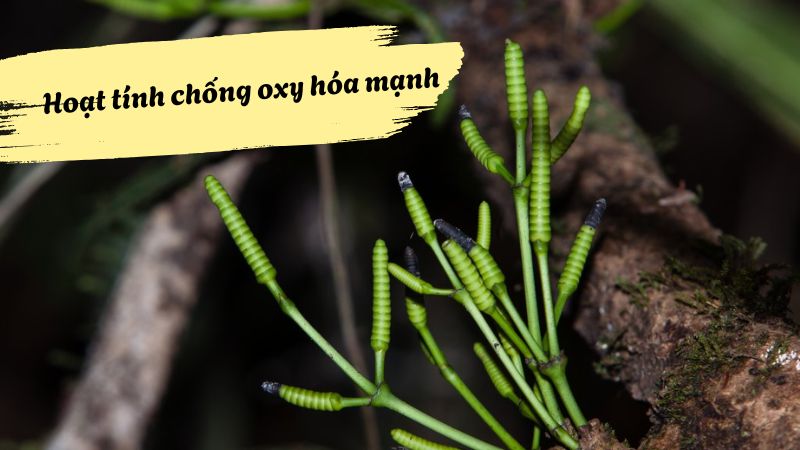 D&acirc;y gắm thể hiện hoạt t&iacute;nh chống oxy h&oacute;a nhờ chứa nhiều chất c&oacute; hoạt t&iacute;nh sinh học cao