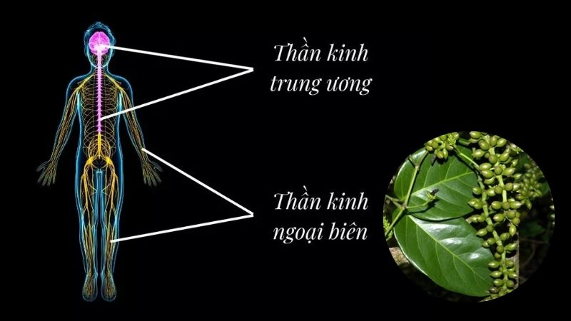 D&acirc;y gắm gi&uacute;p giảm đau tr&ecirc;n cả thần kinh trung ương v&agrave; ngoại bi&ecirc;n