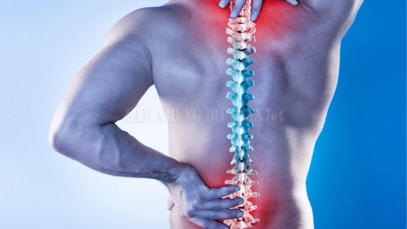 Bài thuốc từ cây máu chó giúp chữa đau lưng hiệu quả