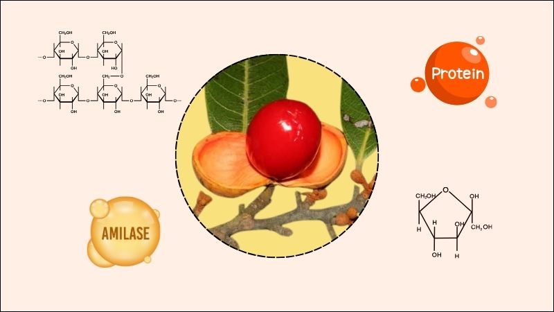 Hạt máu chó chứa nhiều thành phần dinh dưỡng có lợi cho sức khỏe