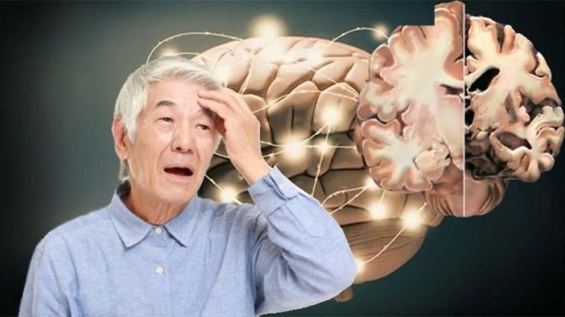 Quả cây máu chó có tác dụng hỗ trợ điều trị Alzheimer hiệu quả
