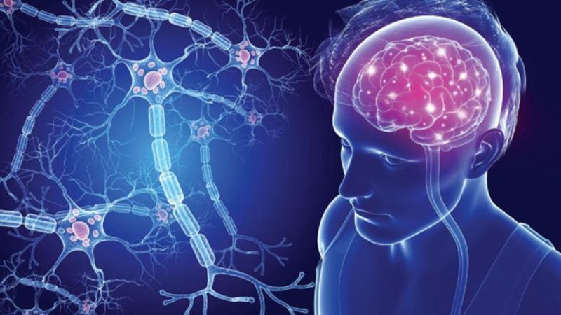 Đan sâm có thể được dùng để hỗ trợ điều trị Alzheimer, đột quỵ