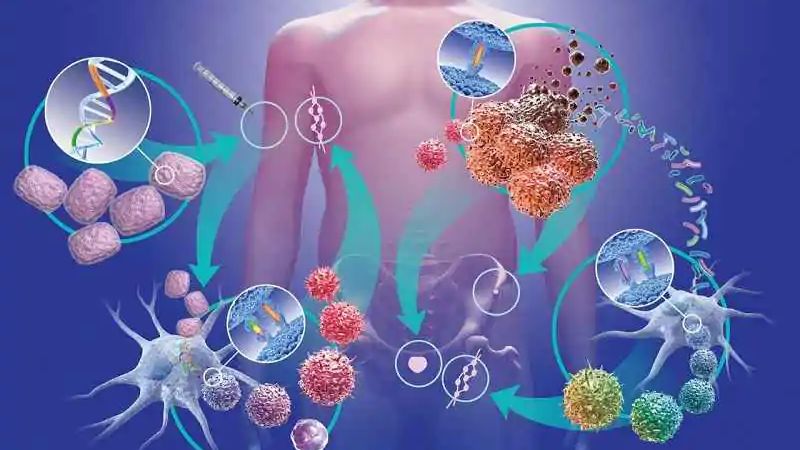 Đan sâm được nghiên cứu với tiềm năng hỗ trợ điều trị ung thư