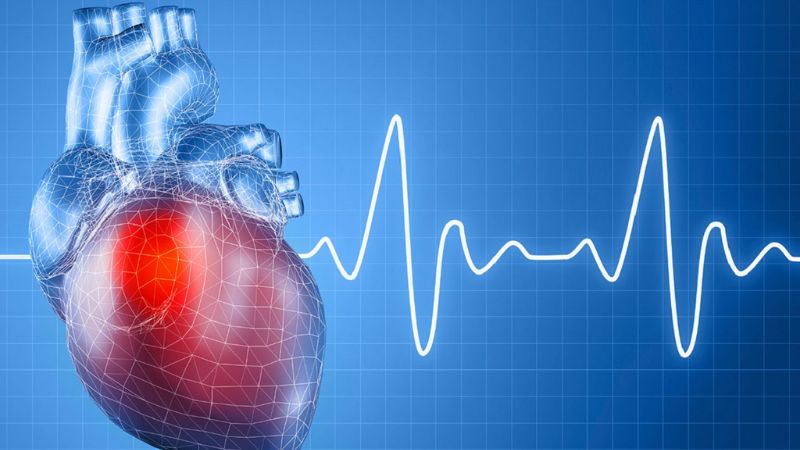 Hoa sen được đánh giá có tác dụng chống loạn nhịp tim trên chuột