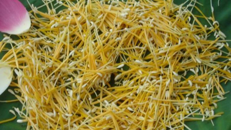 Liên tu là một trong những vị thuốc được sử dụng lâu đời có tính bình