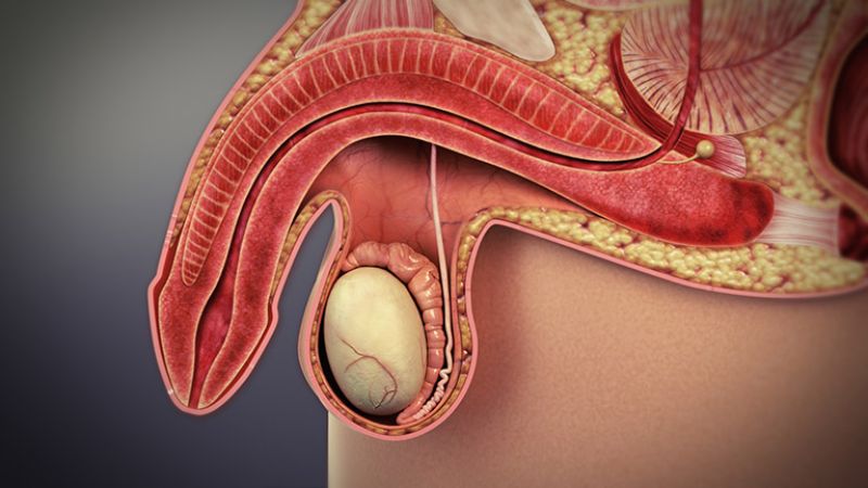 Chiết xuất từ hoa sen được nghiên cứu cải thiện sinh lý nam giới trên chuột