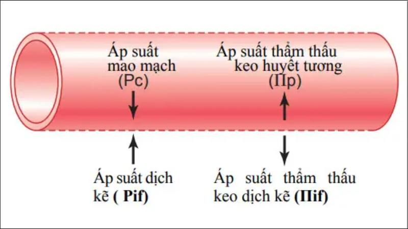 Albumin chiếm phần lớn áp suất keo trong huyết tương và điều hòa sự phân bố dịch