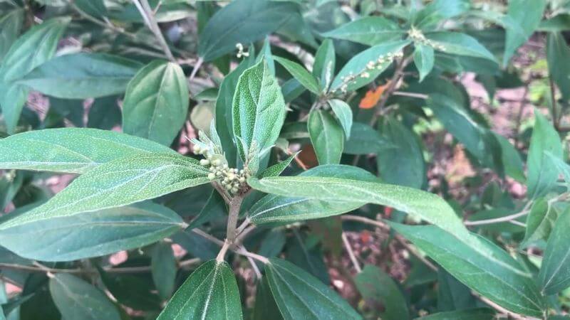 Khổ sâm cho lá có tên khoa học là Croton tonkinensis Gagnep, thuộc họ Thầu dầu (Euphorbiaceae)