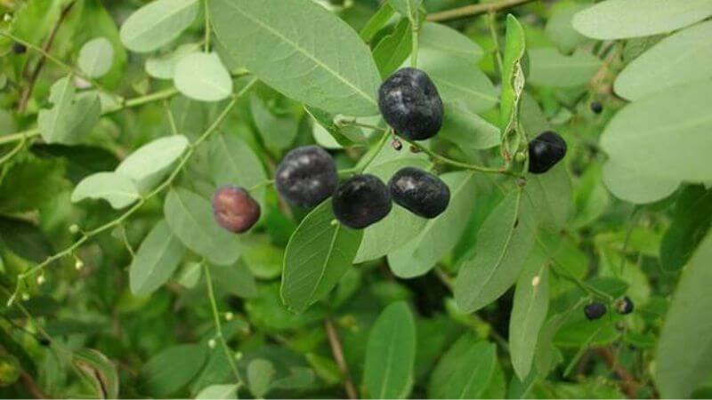 Cây phèn đen có tên khoa học là Phyllanthus reticulatus Poir., thuộc họ Thầu dầu (Euphorbiaceae)
