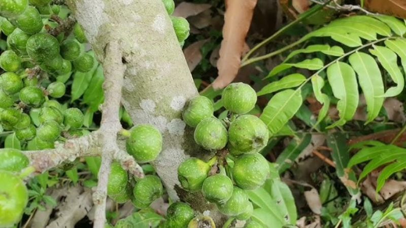 Rễ, lá, quả và cả vỏ thân cây ngái đều có thể được dùng làm dược liệu