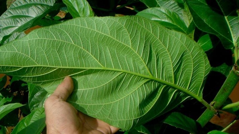 Liều dùng phổ biến của cây ngái là 15 – 30g/ngày dưới dạng sắc uống