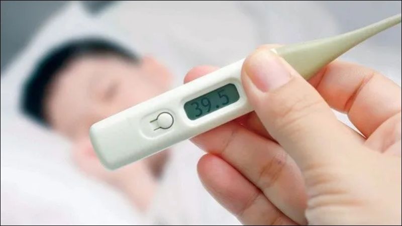 Cây ngái có thể giúp chữa sốt và phòng ngừa sốt rét