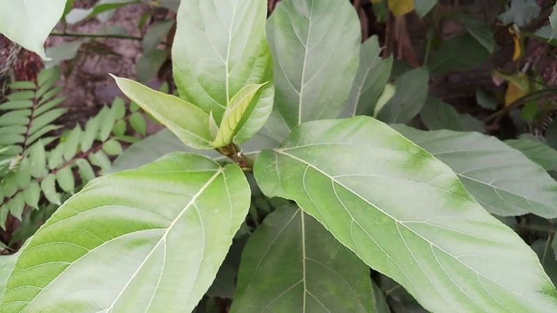 Lá cây ngái chứa nhiều alkaloid có giá trị